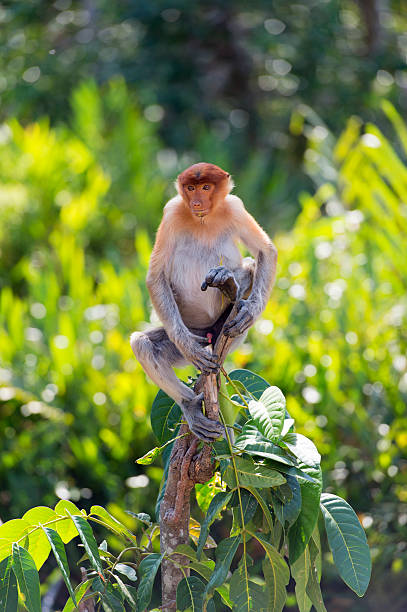 istock The proboscis monkey, Nasalis Larvatus or long-nosed monkey 528280540