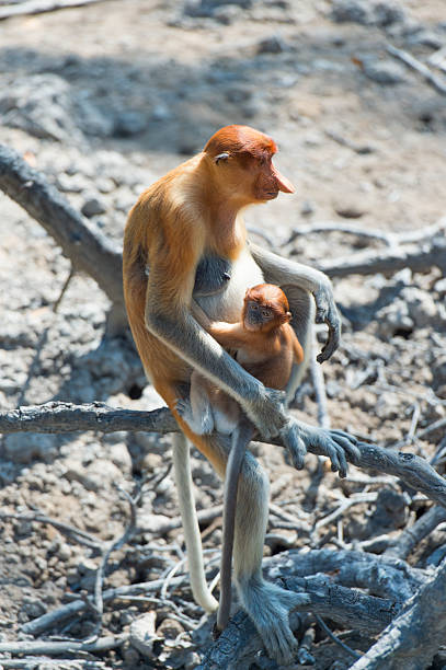 istock The proboscis monkey, Nasalis Larvatus or long-nosed monkey 528280686