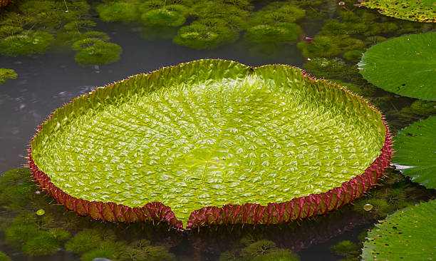 Amazonian Lily at Belem, Brazil. Amazonian lily in water at the Belem, Para, Brazil. Victoria amazonica, Victoria regia regia stock pictures, royalty-free photos & images