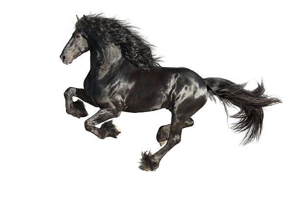 course au galopez à cheval frison noir seul sur le blanc - horse black stallion friesian horse photos et images de collection