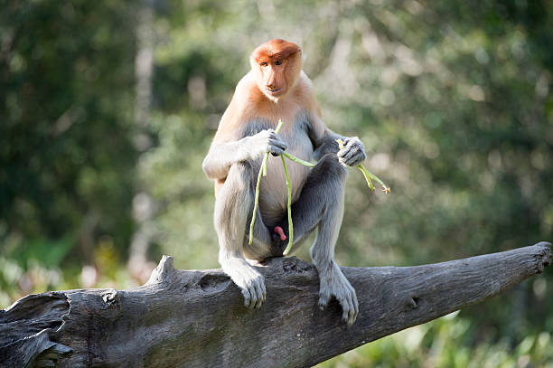 istock The proboscis monkey, Nasalis Larvatus or long-nosed monkey 528281330