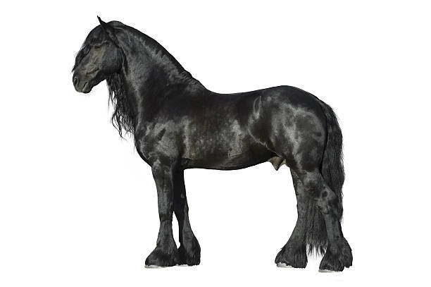 cheval frison noir seul sur le blanc - horse black stallion friesian horse photos et images de collection