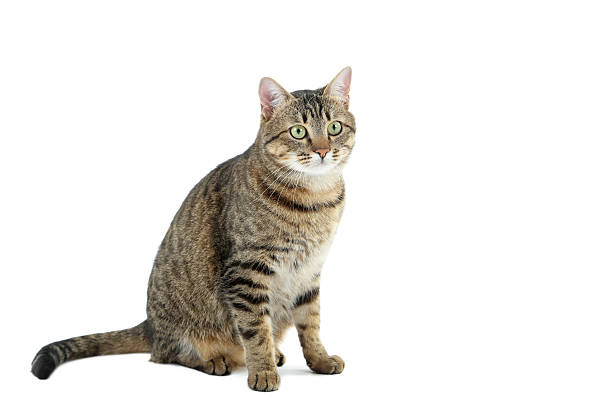 istock Beautiful cat isolated on a white, close up 528281446