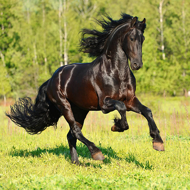 Black Frieasian horse runs gallop in freedom Black Frieasian horse runs gallop in summer time stallion photos stock pictures, royalty-free photos & images