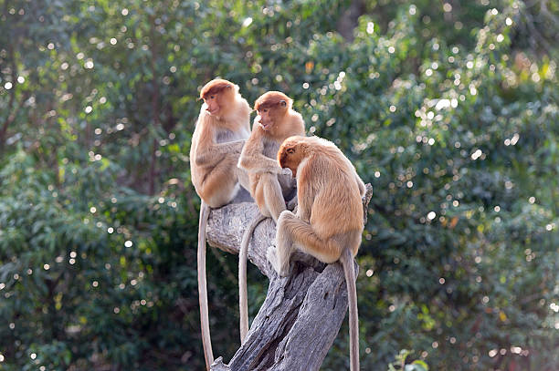 istock The proboscis monkey, Nasalis Larvatus or long-nosed monkey 528281528