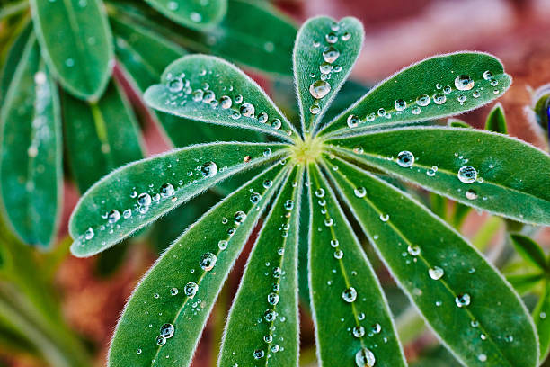 istock Lupines leaf with drops of water 528282206