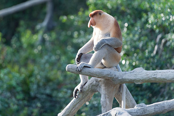 istock The proboscis monkey, Nasalis Larvatus or long-nosed monkey 528282284