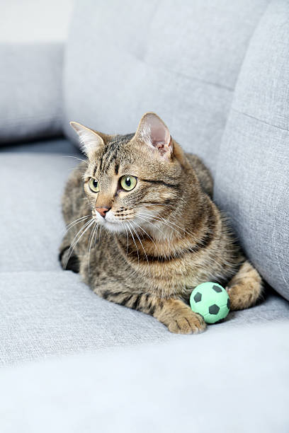 istock Beautiful cat on the grey sofa, close up 528282298