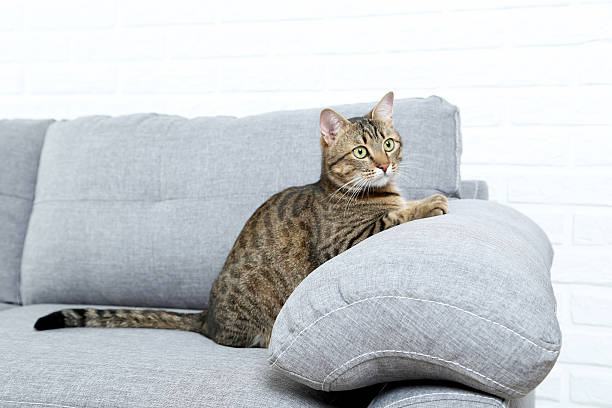 istock Beautiful cat on the grey sofa, close up 528282392