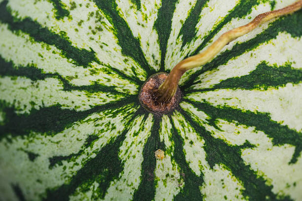 istock big sweet green watermelon 528282540