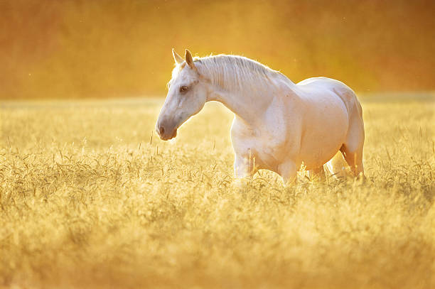 biały koń w żyto, złoty zachód słońca - horse summer animal beautiful zdjęcia i obrazy z banku zdjęć