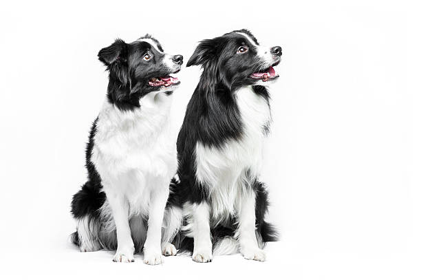 Two border collie sitting on a white background Two border collie sitting on a gray background collie stock pictures, royalty-free photos & images