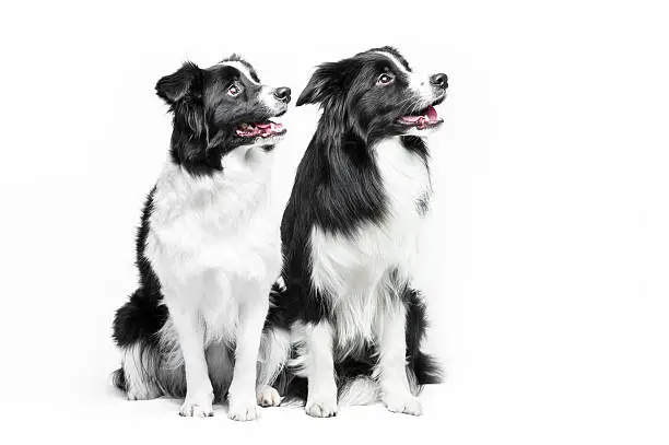 Two border collie sitting on a gray background