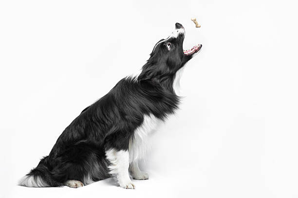 istock Black and white border collie catching the cookie 528283978