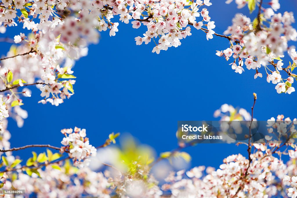 Pink cherry blossom. Cherry blossom in spring. Beauty In Nature Stock Photo