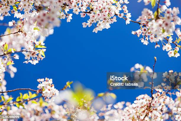 Pink Cherry Blossom Stock Photo - Download Image Now - Beauty In Nature, Blossom, Botany