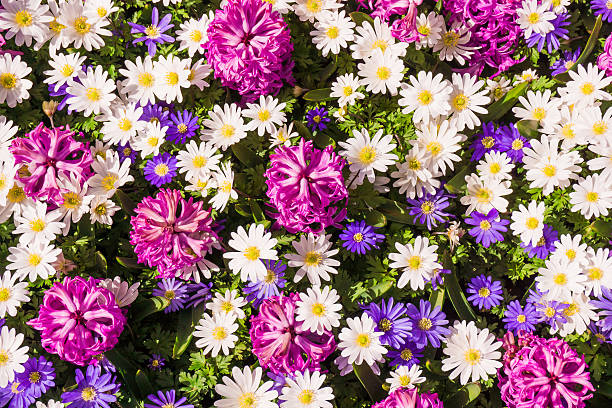 istock background of flowers. Beautiful flowers 528284270