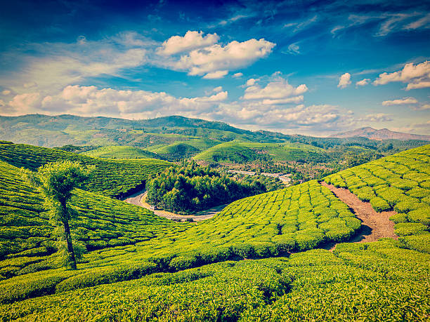 зеленый чай плантациях в индии - japanese tea garden стоковые фото и изображения