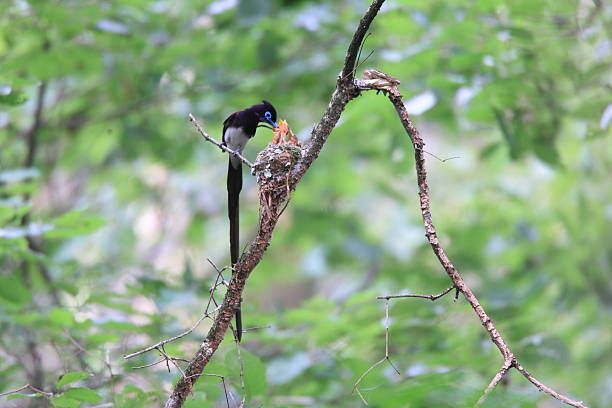 istock Japanese Paradise Flycatcher 528284730