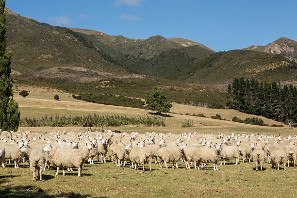 istock Herd of sheep on green meadow with mountains background 528284742