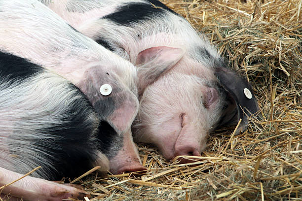 istock Smiling happy piglet asleep 528285026