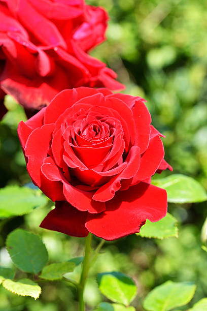 istock Red Rose on the Branch in the Garden 528285950