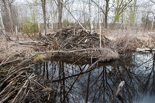 istock beaver dam on the Creek. 528286430