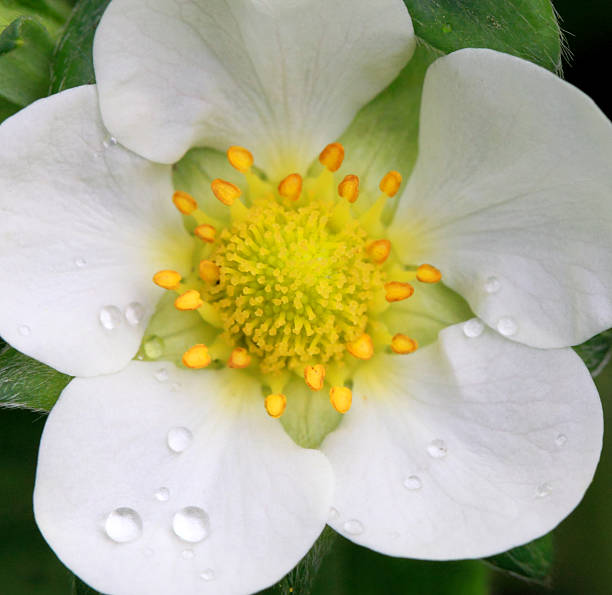 Flower of a strawberry, close-up.