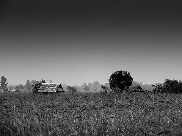 istock Field Detailed Countryside Landscape 528287598