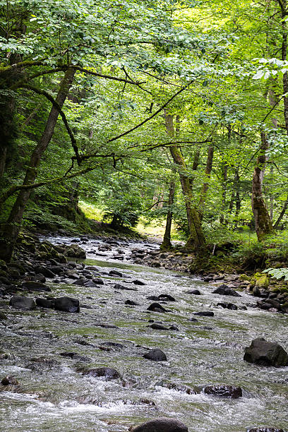 istock Mountain River in the wood 528287930