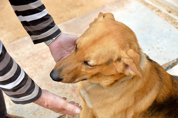 istock obedience of dog 528288060