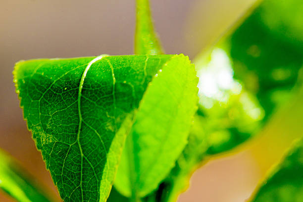 istock young leaves of a tree macro 528288912