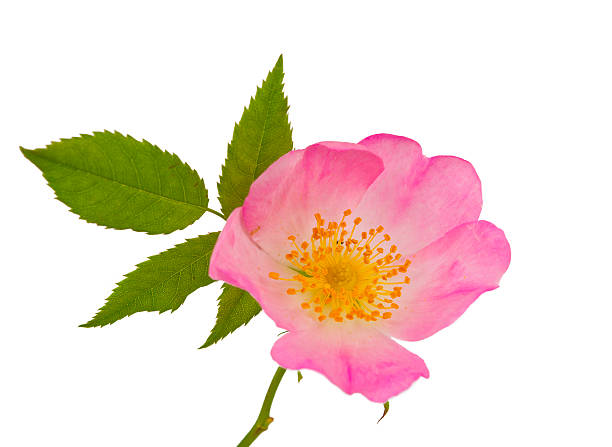 istock wild rose flowers isolated 528289154