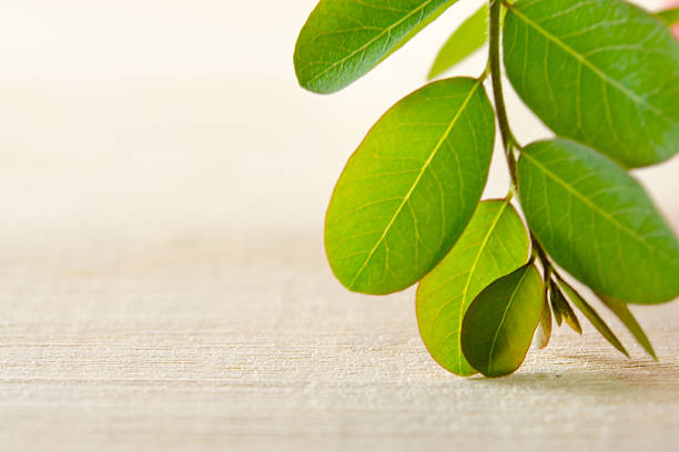 Moringa (Other names are Moringa oleifera Lam., MORINGACEAE, Futaba kom hammer, vegetable hum hum bug, bug Hoo) leaves on wooden board background