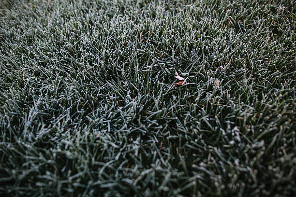 istock Grass on the ground with morning frost 528289602
