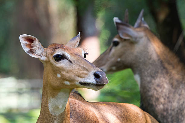 istock Medium close-up of Nilgai with blurry background. 528289802