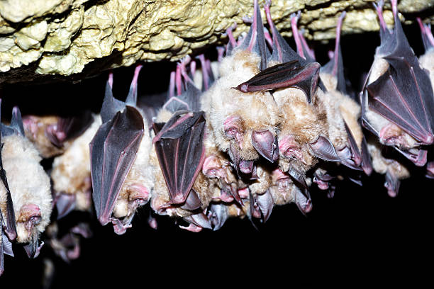 istock Group of Greater horseshoe bat (Rhinolophus ferrumequinum) 528289812