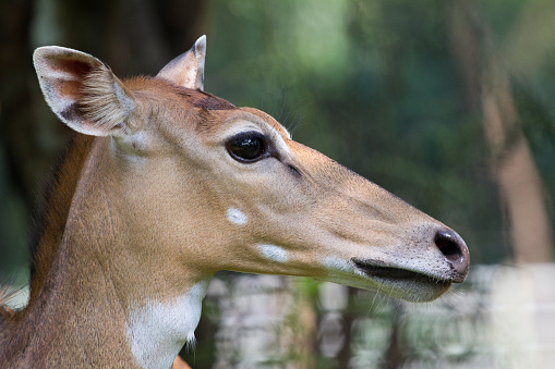 Medium close-up of Nilgai was taken in the area with short bushes and scattered trees. The Nilgai is the largest antelope of Asia and endemic to the Indian subcontinent.