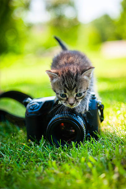 istock little cat, outdoor 528290008