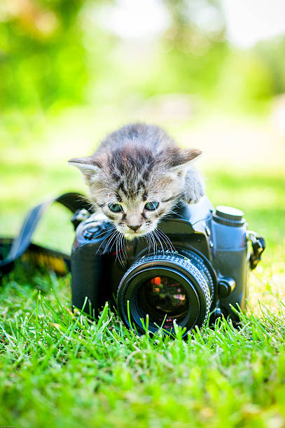 istock little cat, outdoor 528290036