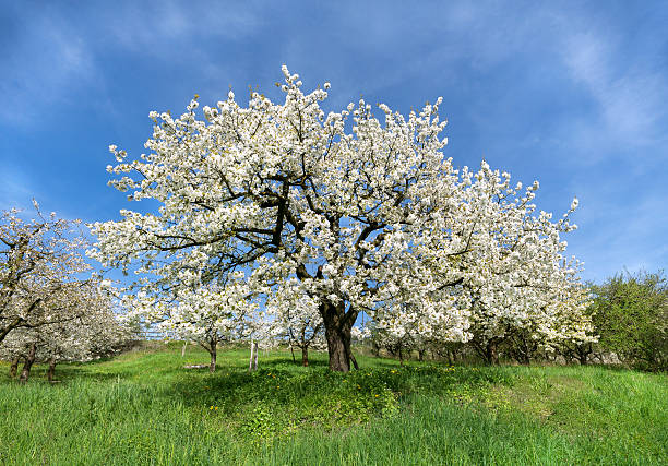 Lush blooming cherry tree Large, old, lush blooming cherry tree in a meadow blossoming stock pictures, royalty-free photos & images