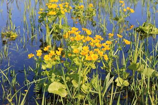 Marsh Marigold (Caltha palustris) on wet meadow