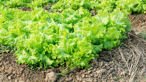 istock lettuce plant in the vegetable garden. 528292624