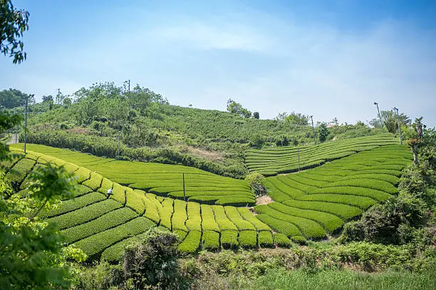 Rows of Japanese green tea leaves ready for harvesting. Kagawa, Japan. May 2016