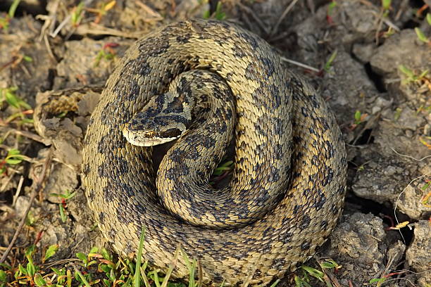 istock female vipera ursinii in situ 528295990