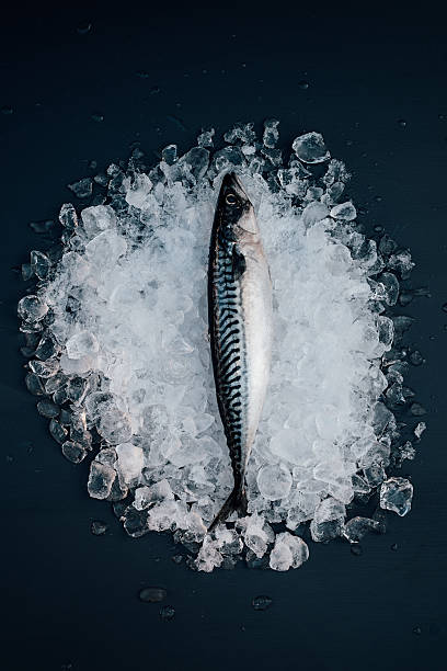 고등어류 고기잡이 얼음 위에 해산물 정물 사진 - iced fish 뉴스 사진 이미지