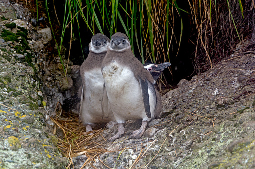 Baby Magellanic Penguin Twins Outside Their Nest in Tierra del Fuego in Chile