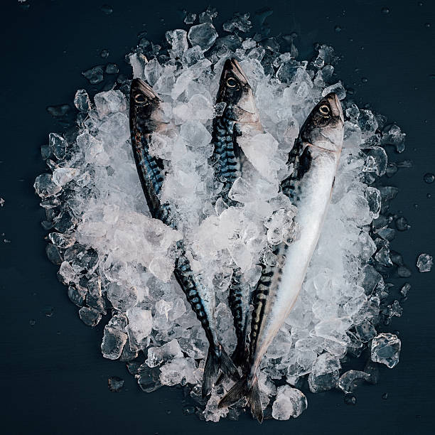 istock Mackerel fish on ice seafood still life 528296624