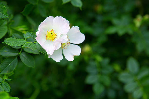 istock White flower of rose-hip. 528296632