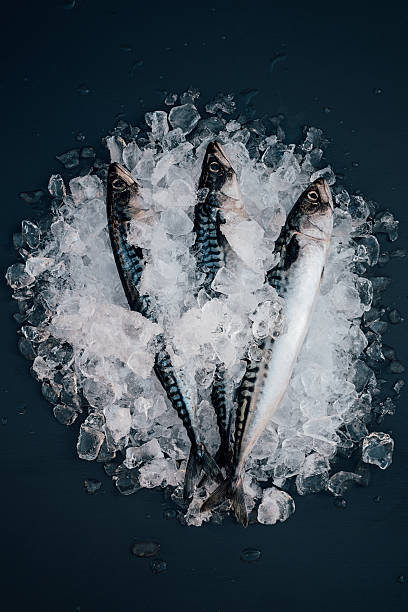 istock Mackerel fish on ice seafood still life 528296758